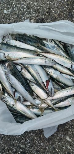 サバの釣果