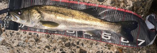 マルスズキの釣果
