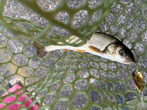ウグイの釣果