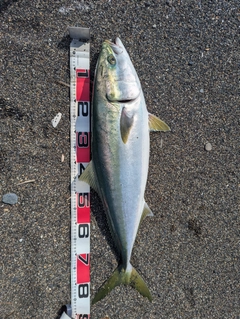 ブリの釣果