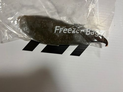シタビラメの釣果