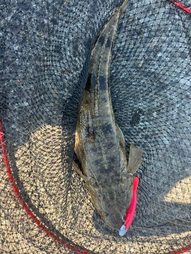 マゴチの釣果