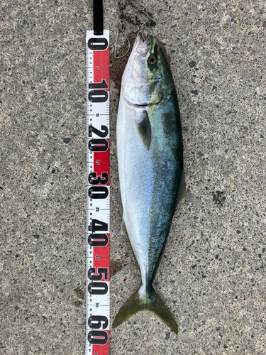 ワラサの釣果