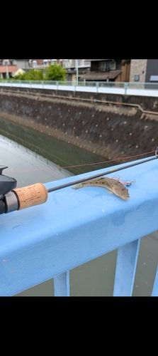 マハゼの釣果