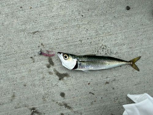 マサバの釣果
