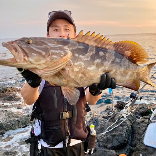 クエの釣果