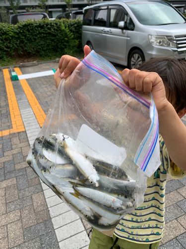 サッパの釣果