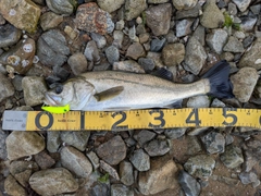スズキの釣果