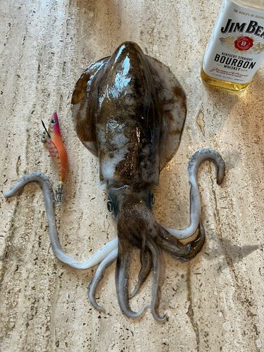 モイカの釣果
