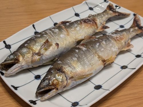 アユの釣果