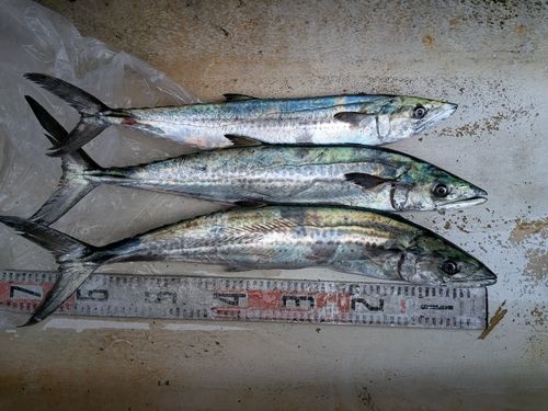 サワラの釣果