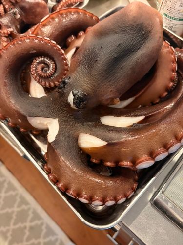 マダコの釣果