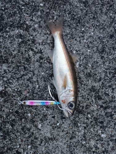 ムツの釣果