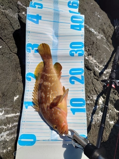 キジハタの釣果