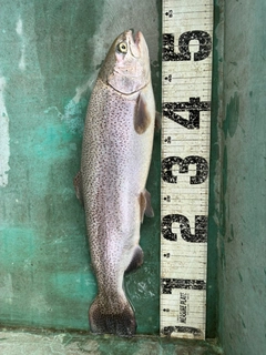 ニジマスの釣果