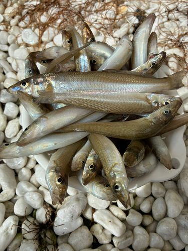 キスの釣果