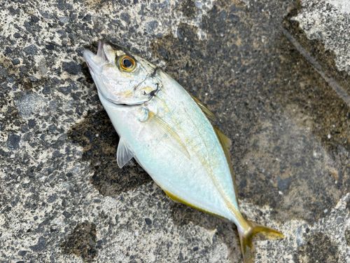 シマアジの釣果