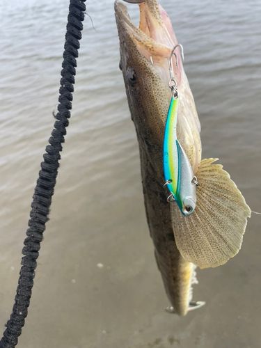 マゴチの釣果