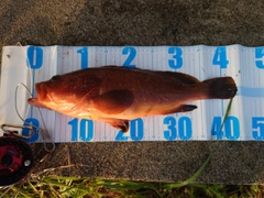 キジハタの釣果