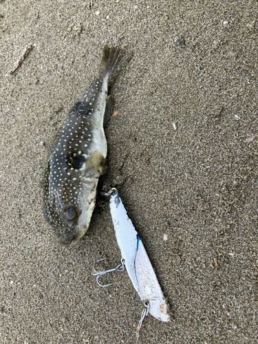 フグの釣果