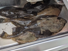 ヒラメの釣果