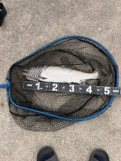 サクラマスの釣果