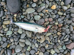 マルソウダの釣果