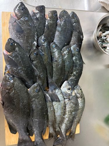 グレの釣果