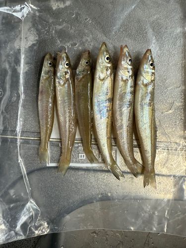 キスの釣果