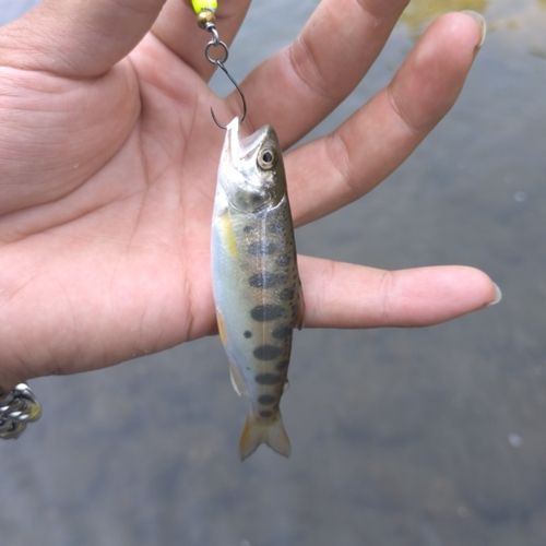 イワナの釣果