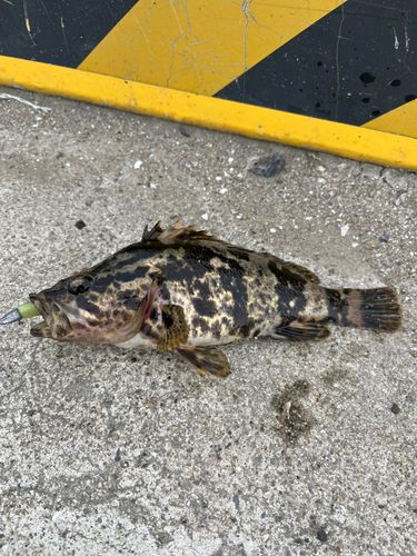 タケノコメバルの釣果