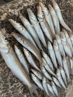キスの釣果