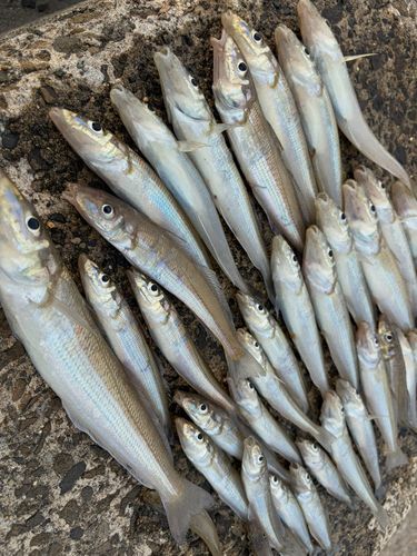 キスの釣果