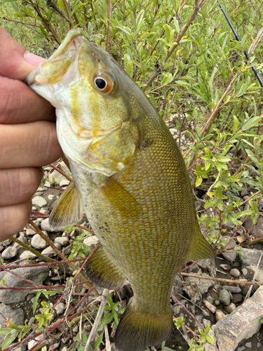 スモールマウスバスの釣果