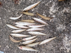 シロギスの釣果