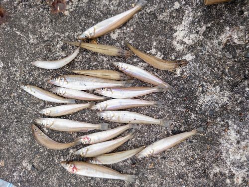 シロギスの釣果