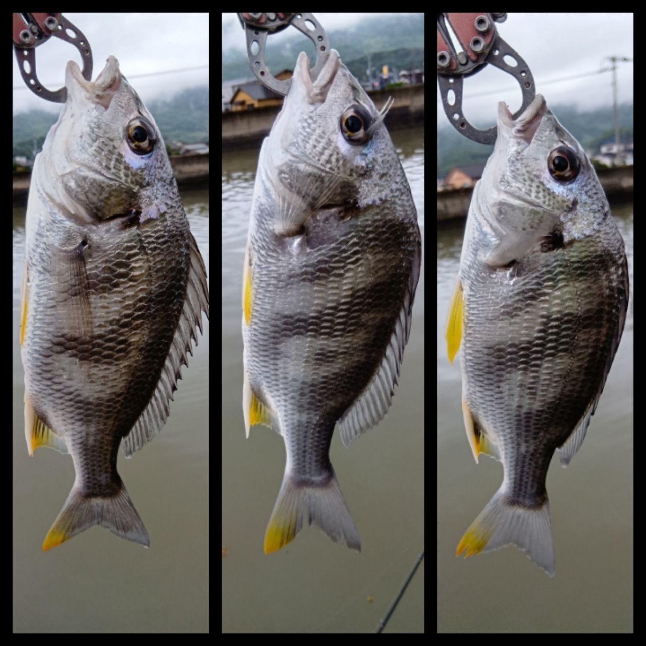 キビレの釣果写真