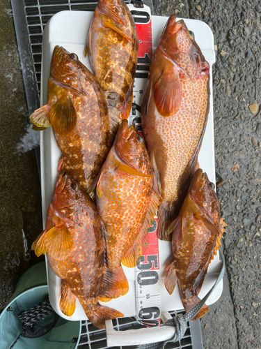 キジハタの釣果
