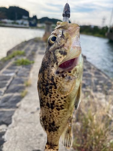 ソイの釣果