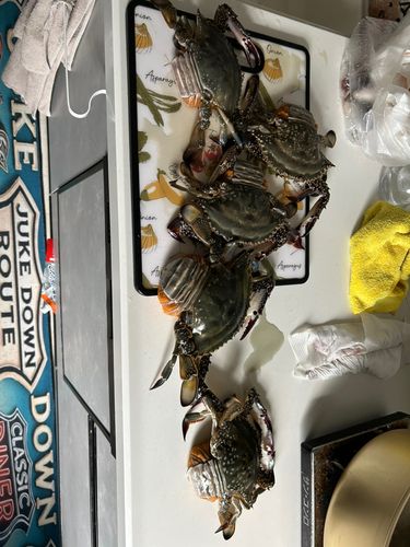 ワタリガニの釣果