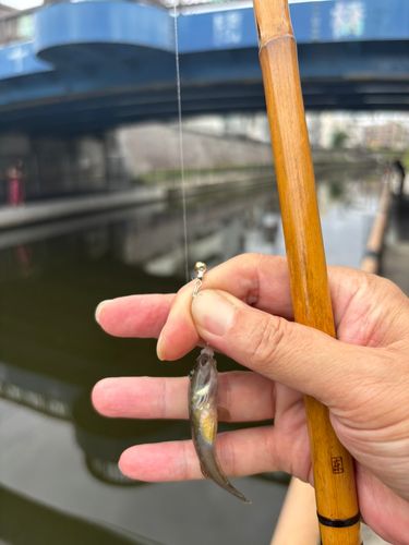 マハゼの釣果