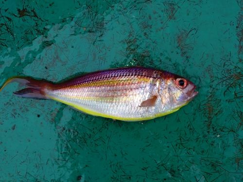 イトヨリダイの釣果