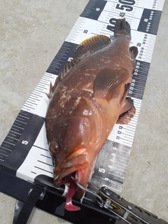 キジハタの釣果