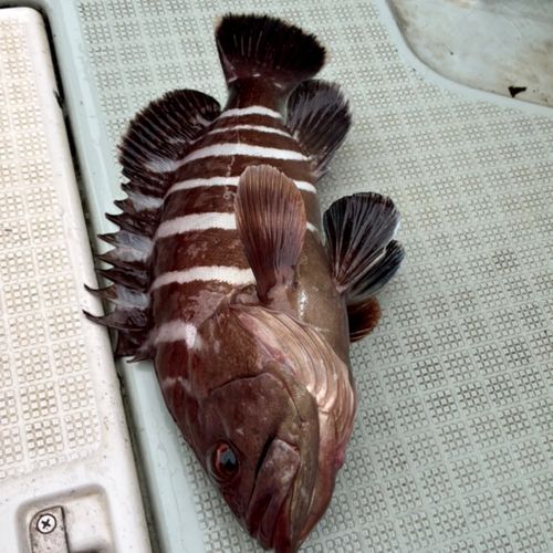 マハタの釣果