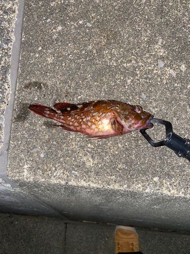 カサゴの釣果