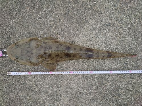 マゴチの釣果