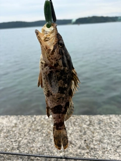 タケノコメバルの釣果