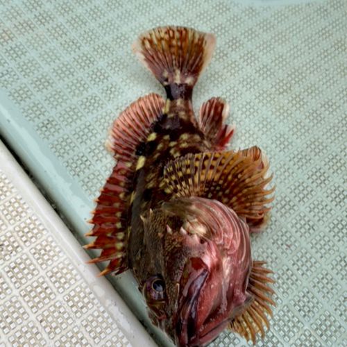 カサゴの釣果