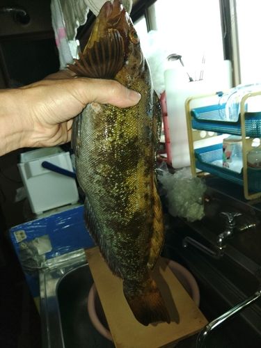 アイナメの釣果