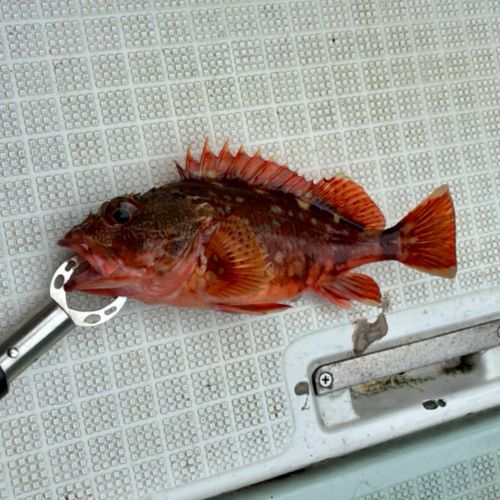 カサゴの釣果
